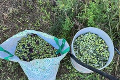 Agro di Andria, Guardie Campestri sventano furto di olive