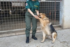 Tutela amici a quattro zampe: intervento della Polizia Locale e dei veterinari della Asl Bt