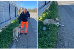 Ritrovato cane meticcio proveniente da Trani: rischiava di essere travolto sulla ex sp231