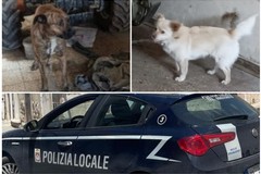Due persone denunciate per maltrattamenti su animali