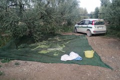 Agro di Andria, Guardie Campestri sventano furto di olive