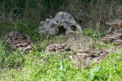 Corso per i raccoglitori di funghi epigei spontanei al Comune di Andria