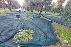 Andria: Guardie Campestri appiedate evitano il furto di un ingente quantitativo di olive