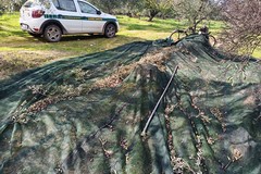 Sventato furto di quattro quintali di olive nella campagne di Andria