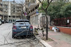 Nuove alberature per il quadrilatero di via Omero, via Trani, via Ennio e via Catullo