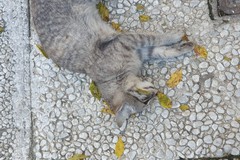 Cadavere di un gatto rinvenuto in zona Lamapaola