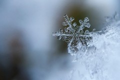 Allarme gelate per ortaggi, frutta e vigneti per le province Bat, Foggia e Bari