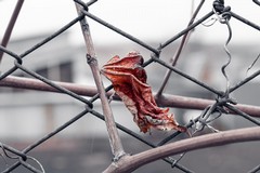 Il Coro della Memoria: le iniziative ad Andria per non dimenticare, come vento e atto di Pace
