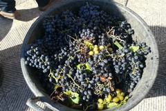 Vendemmia nelle province di Bari-Bat, Cia Levante: “La peggiore annata degli ultimi 40 anni”