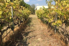 Enoturismo in Puglia: un moltiplicatore di ricchezza con un aumento potenziale del 20% di turisti