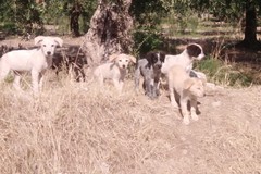 "Il servizio di custodia dei cani randagi spetta al Comune": la nota delle associazioni animaliste di Andria