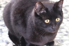 La gattina Siria cerca casa: l’appello dell’associazione andriese “Adottami col cuore – odv”