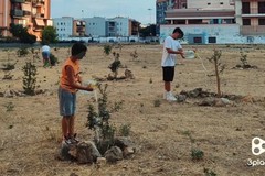 Polemica verde ad Andria: l'associazione 3Place risponde al Comune sul "Bosco Urbano" di Via Ceruti