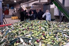 In arrivo 40milioni per i frantoi, Orgoglio Olivicolo: “Un’altra vittoria importante”