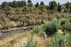 Incendio all'interno dell'azienda agricola provinciale Papparicotta