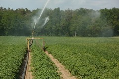 Irrigazione a 100 euro l'ora: gli agricoltori dell'agro federiciano si mobilitano