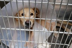 Azzannato da un cane nei pressi delle Croci, 11enne in pronto soccorso ad Andria
