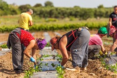 Boom di importazioni di prodotti biologici dai Paesi extra UE