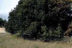Il Leccio di Masseria Finizio Tannoia tra i 216 alberi monumentali della Puglia, censiti nell’Albo Verde Nazionale