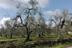 Andria, strage di ulivi per il gelo. Si paventa un calo della produzione del 50%