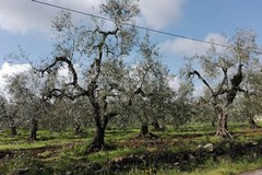 Idea, Losito: “Ulivi abbandonati a Papparicotta, una bomba ecologica”