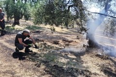 Incendio ad Andria in un'azienda agricola in via Malpighi