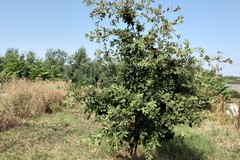 Contrada Troianelli: tre querce in memoria di due giovanissimi ecologisti scomparsi per un incidente stradale