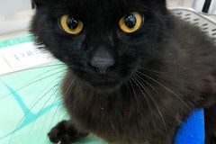 Adozione animali: "Nerino in cerca d'amore, aspetta solo te!"