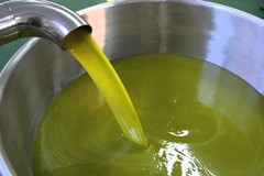 Crisi dell’olio: anche da Andria al tavolo con il ministro Lollobrigida: esposto anti-frodi in Puglia, Sicilia e Calabria