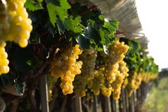 Al lavoro 1,3 milioni di persone grazie alla new economy del vino