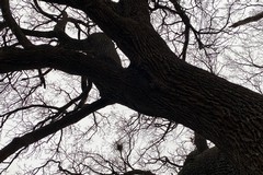 La quercia monumentale di Andria al Premio Internazionale d'arte contemporanea a Vienna
