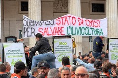 Orgoglio Olivicolo: “Nostre ragioni espresse con forza e compostezza. Ci prepariamo a manifestare nella Capitale”
