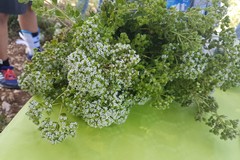 Con "#ORIGANO Profumi, Sapori, Colori e Utilizzi" alla scoperta delle tradizioni antiche
