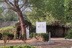 “Un Albero per Amico”, anche Andria aderisce alla Giornata nazionale dedicata agli alberi