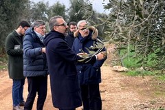 Xylella in agro di Bitonto, assessore Paolicelli: “Caso isolato, manteniamo alta l’attenzione"