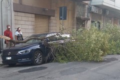 Un albero di ligustro cade su un auto in sosta: é accaduto in via Vittorio Veneto