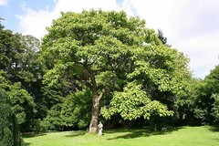 Alberi di paulownia donati al Comune di Andria