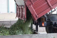 Bene l'export per i prodotti dell'agroalimentare pugliese. In calo solo l'olio d'oliva