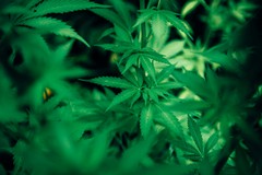 GAL Le Città di Castel del Monte organizza un incontro sulle piante officinali