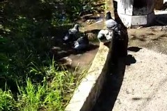 Piccolo allagamento di una aiuola del giardino di piazza Unità d’Italia