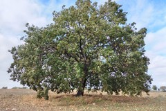Salgono a 252 gli alberi monumentali in Puglia: tre di questi sono nell'agro di Andria