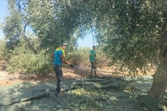 Raccolta olive: buona la produzione pugliese, che salva l'Italia dal calo dovuto al gran caldo