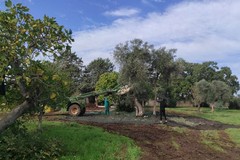 Sull'olio di oliva scatta l'obbligo di consegna delle olive entro sei ore dalla raccolta