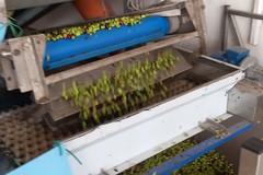 Campagna olivicola: arriva la proroga per l'obbligo consegna olive entro sei ore
