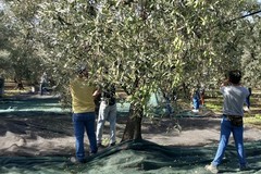 Agricoltura: in Puglia cresce la pressione dell'esposizione bancaria sui frantoi