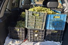 Stagione dell'uva alle porte, ma già segnata dai furti nelle campagne