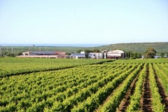 Il "Rivera Stravecchio" premiato al Vinitaly 2016