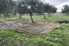 Rubano olive da un terreno a Ruvo di Puglia: uno fugge, l'altro di Andria fermato