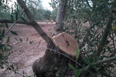 Ancora ignoti i malviventi che hanno mutilato 12 ulivi secolari in contrada "Quadrone"