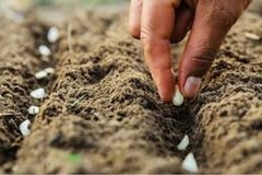 Don Ettore Lestingi: “Per fare l’albero ci vuole il seme...”